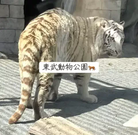 ホカンス日記 🌿のTikTok PR投稿：アトラクションの迫力がすごい😊 動物園だけじゃない、…
