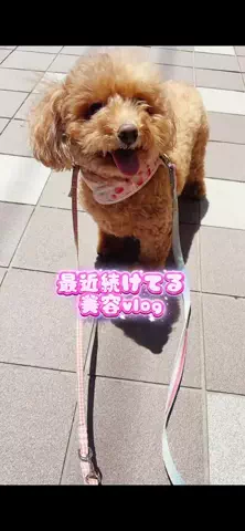 Aoyama hikariのTikTok投稿