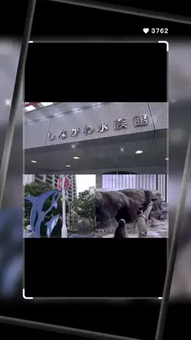 一颯<issa>のTikTok投稿