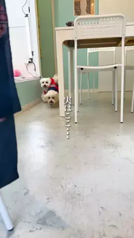 wannavi_mediaのTikTok投稿
