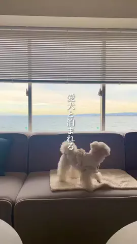 wannavi_mediaのTikTok投稿