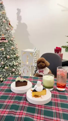 wannavi_mediaのTikTok投稿