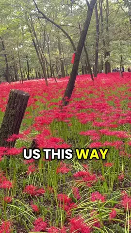 Mara  だードラ♥️🇯🇵🇵🇭のTikTok投稿