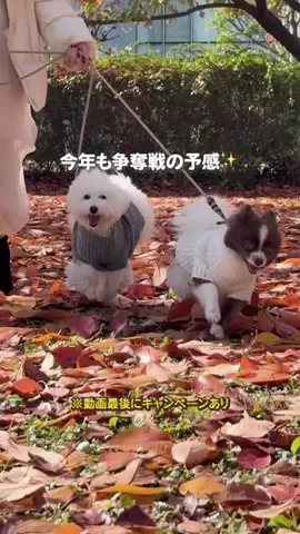 wannavi_mediaのTikTok投稿
