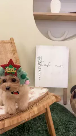 wannavi_mediaのTikTok投稿