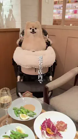 wannavi_mediaのTikTok投稿