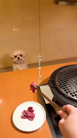 wannavi_mediaのTikTok投稿