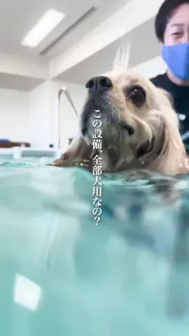 wannavi_mediaのTikTok投稿