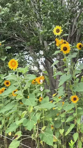 オズモール編集部⌇東京グルメ🎀のTikTok投稿