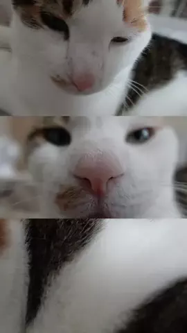 くるみとみりん🌷🐈のTikTok投稿