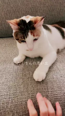 くるみとみりん🌷🐈のTikTok投稿