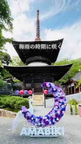 しゃま ✈️ ⁑ travelerのTikTok投稿