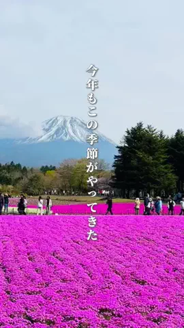 しゃま ✈️ ⁑ travelerのTikTok投稿
