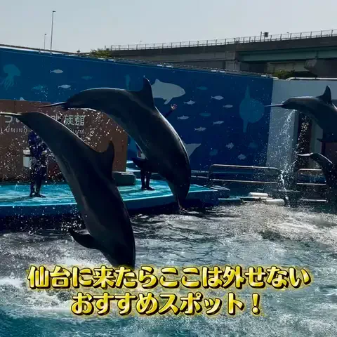 ぬまこのTikTok投稿