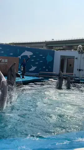 ぬまこのTikTok投稿