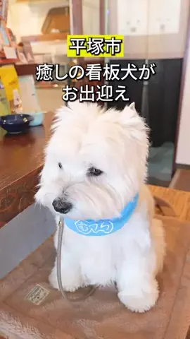 かなぐるマップ/神奈川グルメのTikTok投稿