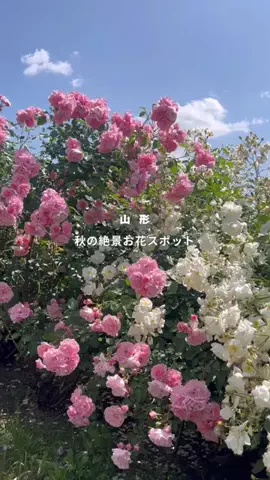 山形ちゃん [ グルメ 観光 ]のTikTok投稿