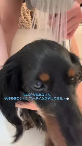 飯塚朱音(しゅおん)のTikTok投稿