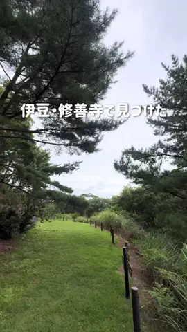さりちゃんのTikTok投稿
