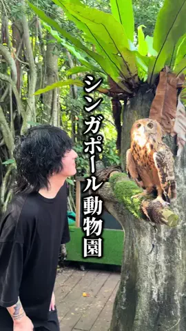イムケンのTikTok投稿