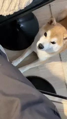 うたまる｜柴犬との暮らしのTikTok投稿