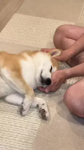 うたまる｜柴犬との暮らしのTikTok投稿