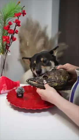 はむ｜ギャルと陰キャと柴犬のTikTok投稿