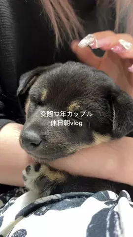 はむ｜ギャルと陰キャと柴犬のTikTok投稿