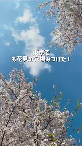 旅するてりやきのTikTok投稿