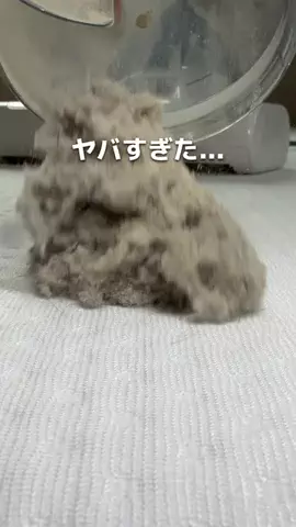 あり | 幼児が夢中になる遊び🎖️のTikTok投稿
