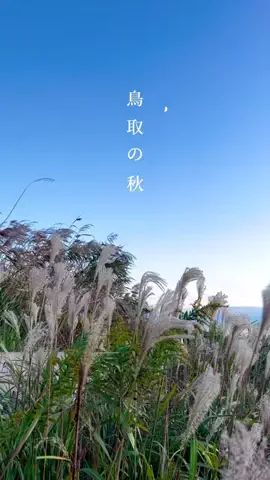とっとりずむ【鳥取おでかけ・グルメ】のTikTok投稿