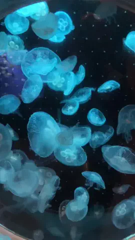 てってれ〜🎵のTikTok投稿