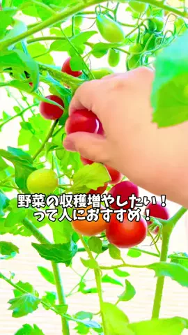 はる｜年間100種類の野菜を育てる3児のママ🍅のTikTok投稿