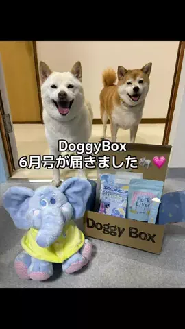 ３柴のママ🐶💓🐾のTikTok投稿