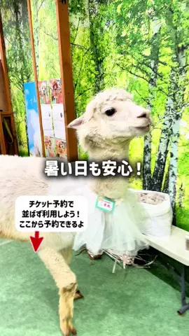 東大ママのTikTok投稿