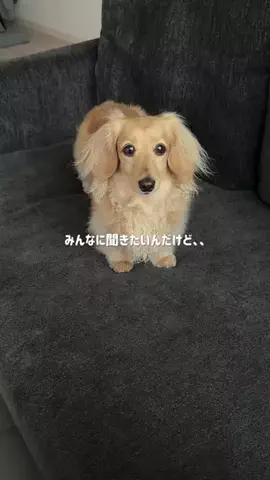 あむ🐶のTikTok投稿