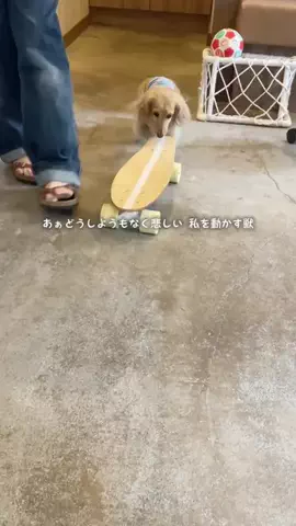 あむ🐶のTikTok投稿