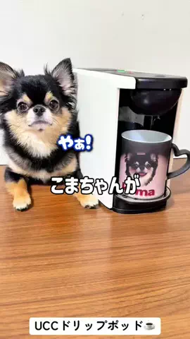 チワワのこまちゃんのTikTok投稿