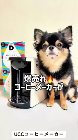 チワワのこまちゃんのTikTok投稿