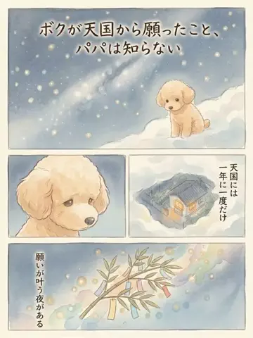 都内のチワワのTikTok投稿