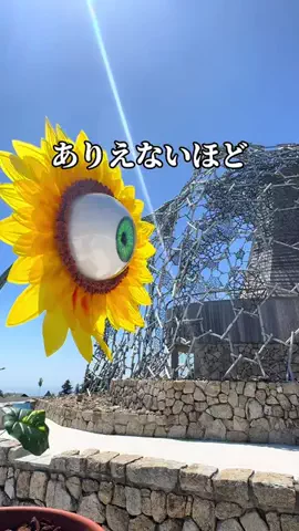 めぐっぺのTikTok投稿