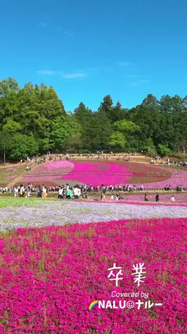 🌈NALU☺︎ナルーのTikTok投稿