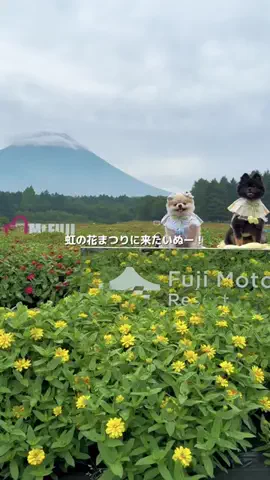 むぎ隊長のTikTok投稿