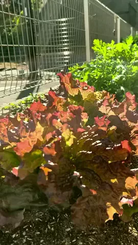user8660322700995のTikTok PR投稿：袋プランターお得な果物＆野菜 #家庭菜園 #袋プランター …