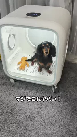 クロキンのTikTok投稿