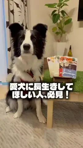 ボーダーコリーのBiS(ビス)のTikTok投稿