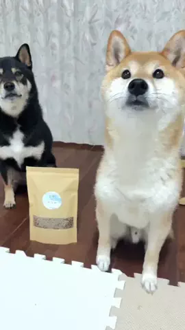 おてんとうまる&つきひこのTikTok投稿