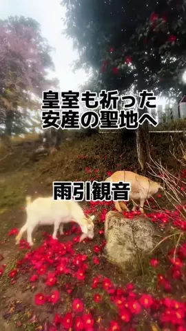 茨城と栃木の県境に住んでいますのTikTok投稿