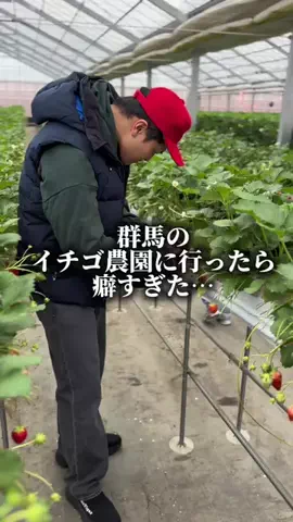 【群馬県産】へいへいちゃんねる。のTikTok投稿