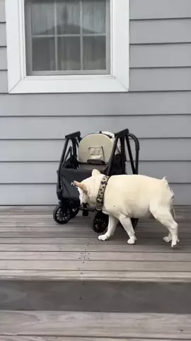 🐶とこぶし｜犬と旅するカフェ巡りのTikTok投稿